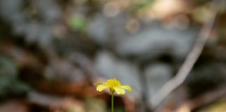 Bench 104: Allie Loved All Things Strange Part II