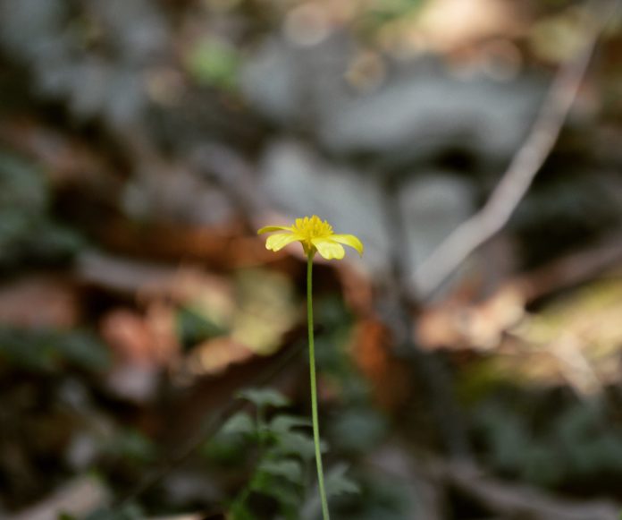 photo-1478877953195-e9bffb68aa49