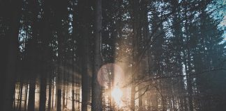 The Dragon Prince: Part III