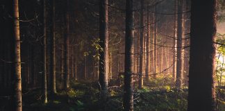 A Retelling of Tarzan and Jane Part III