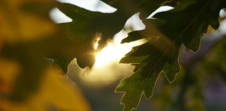 The Dragon Prince: Part IV