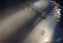 A Retelling of Tarzan and Jane Part I