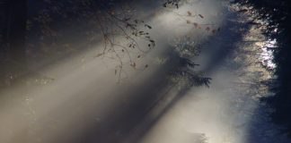 A Retelling of Tarzan and Jane Part I